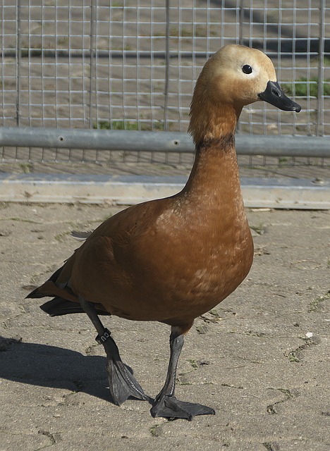 大原因