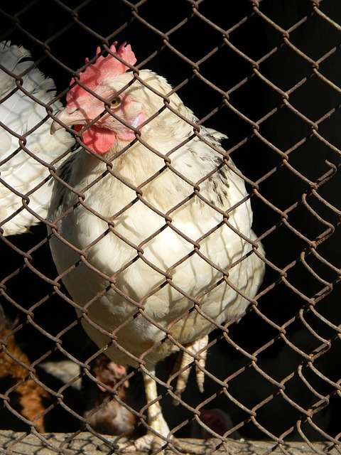 但若大谷翔 但若大谷翔