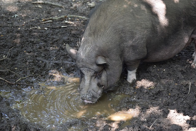 羽队伍的凝 羽队伍的凝